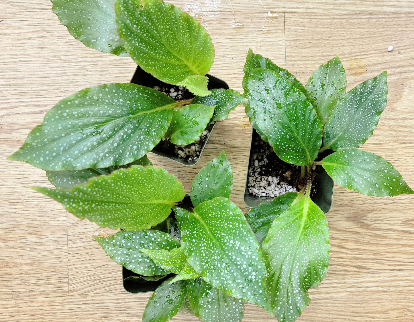Begonia velloziana - easy epiphytic species!