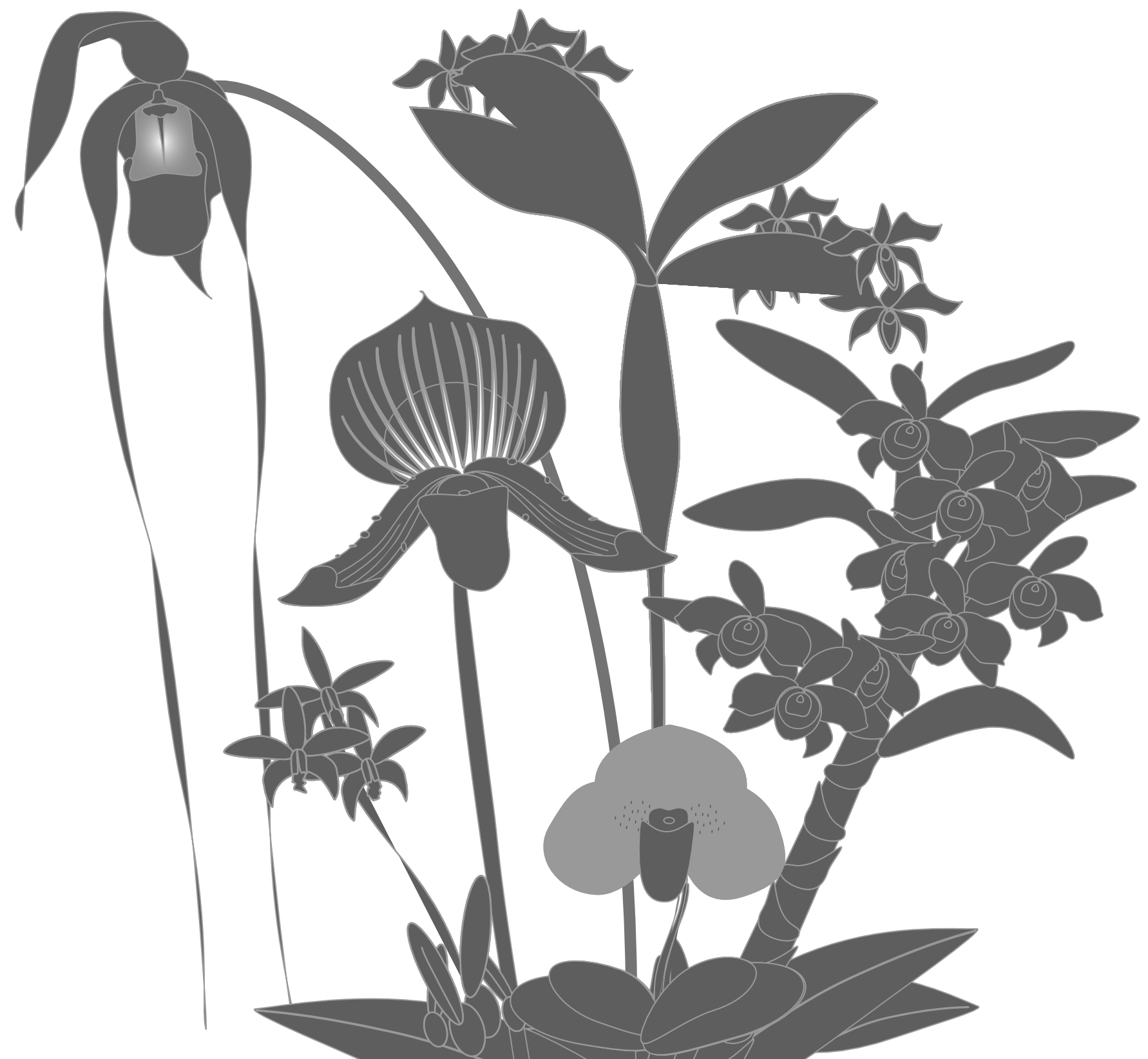 Presentations and Booking Info Needmore Orchids