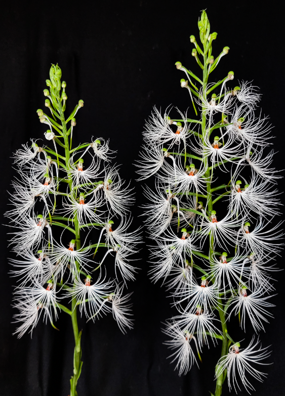 Habenaria medusa 'Owen'