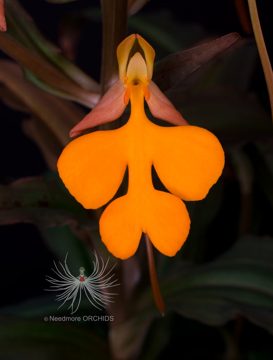 Habenaria Trogon x Carnelian