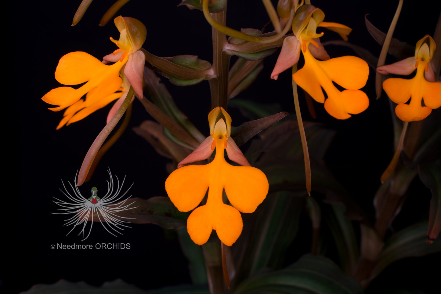 Habenaria Trogon x Carnelian