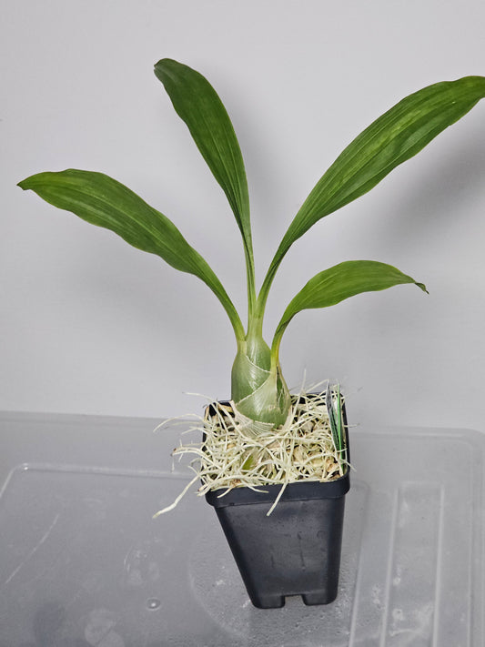 Catasetum ivaneae - Seedling