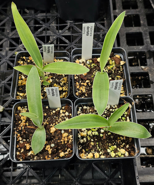 Habenaria dentata