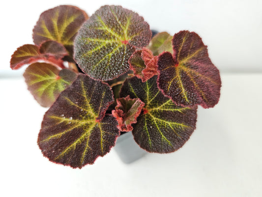 Begonia soli-mutata