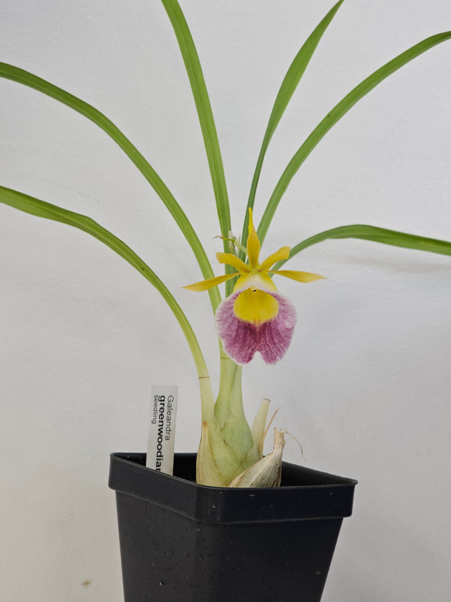 Galeandra greenwoodiana