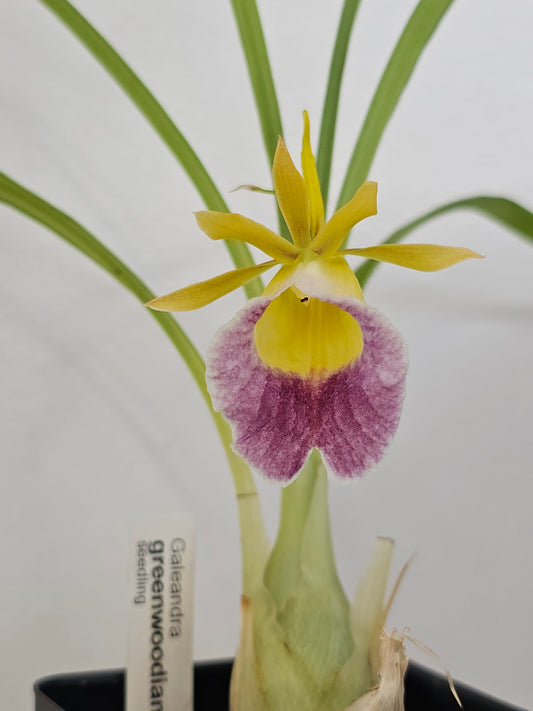 Galeandra greenwoodiana