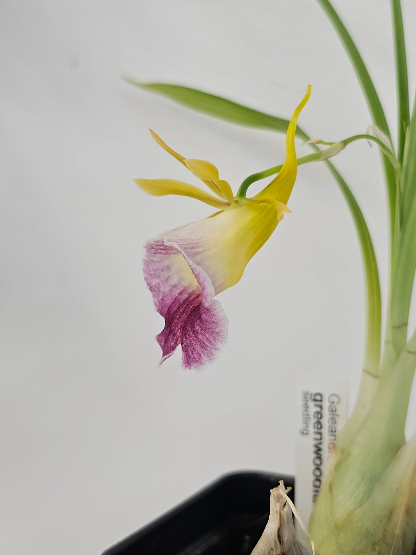Galeandra greenwoodiana