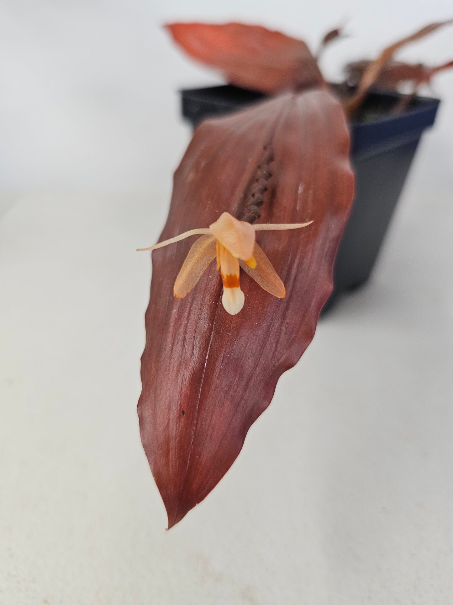 Coelogyne incrassata 'Needmore'