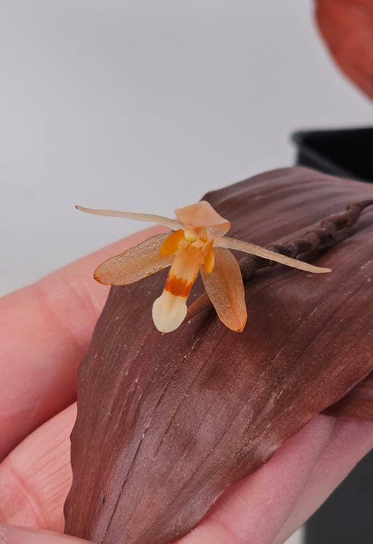 Coelogyne incrassata 'Needmore'