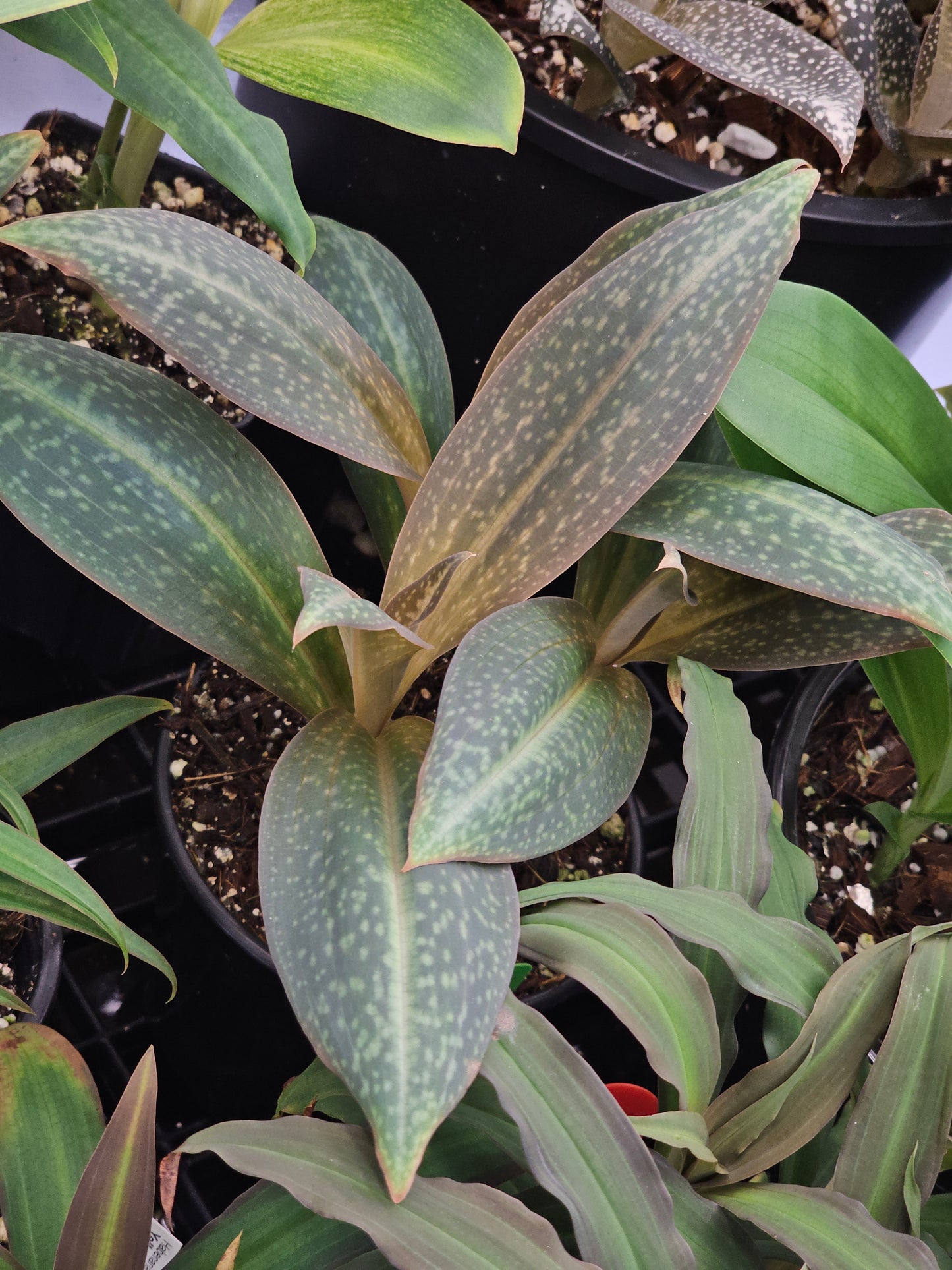 Habenaria Flamingo 'Fascinating'