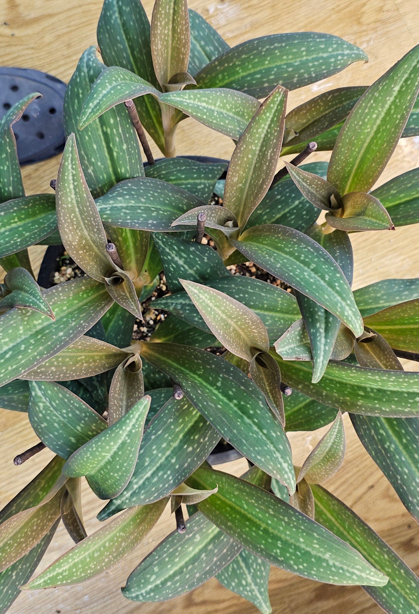 Habenaria Flamingo 'Fascinating'