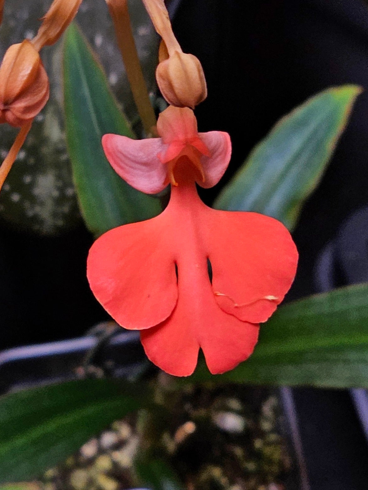Habenaria Flamingo 'Fascinate' x sp. aff. roebelenii