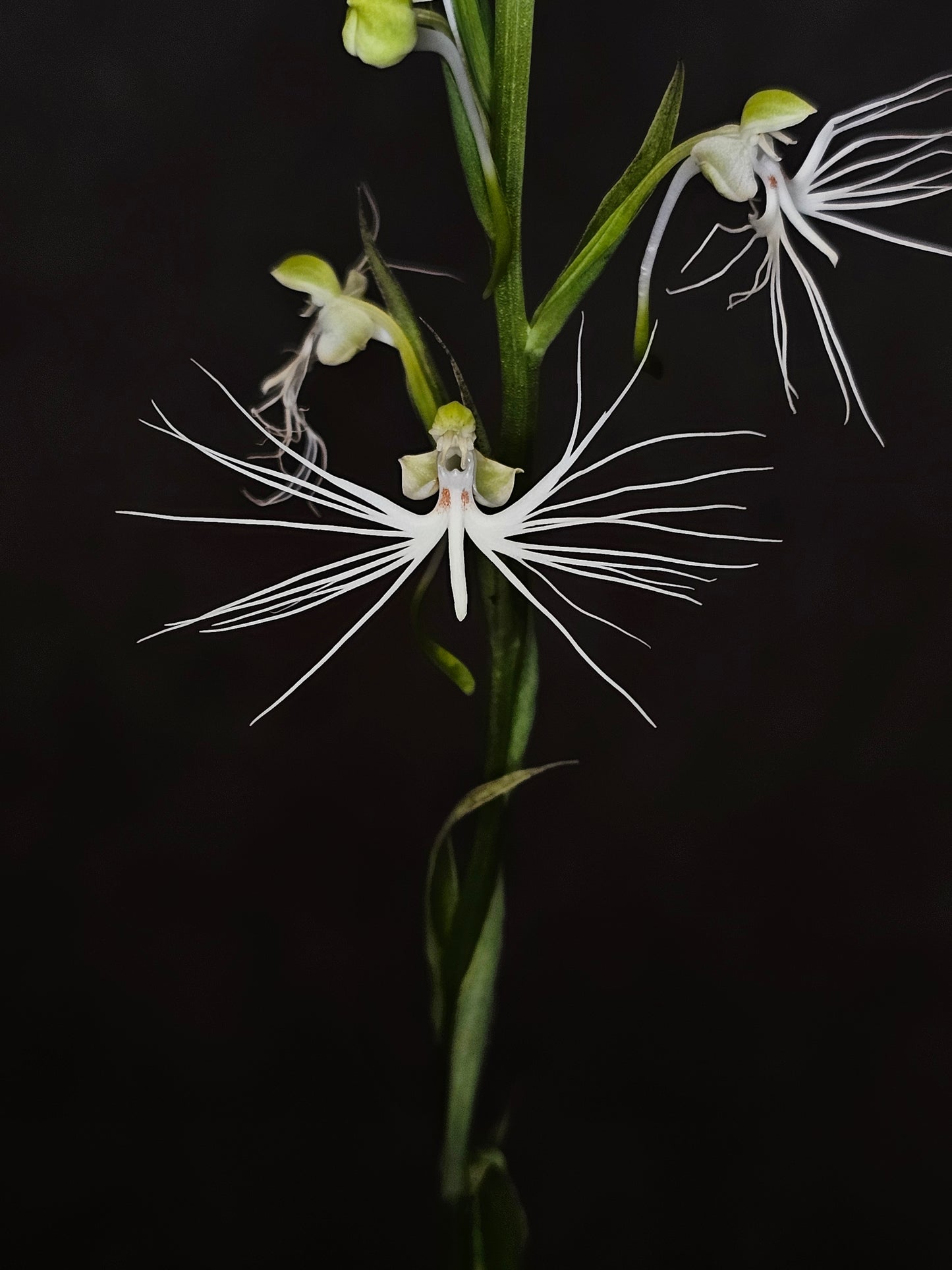 Habenaria Feather Star