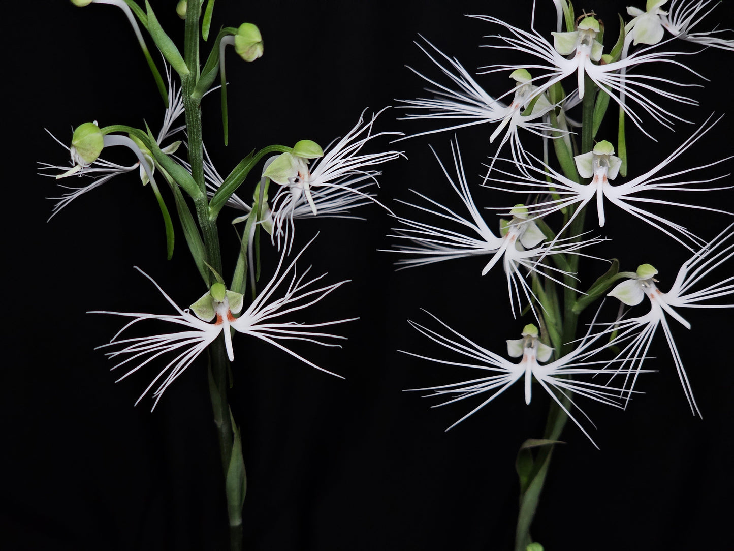 Habenaria Feather Star