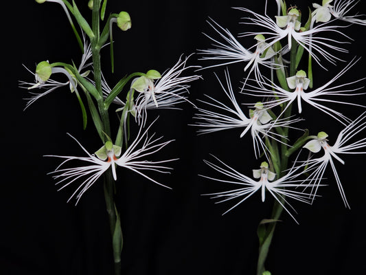 Habenaria Feather Star