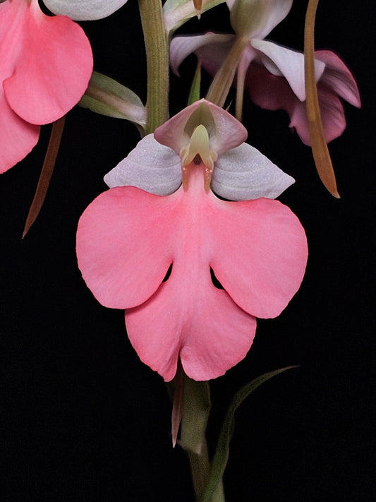 Habenaria Regnieri (carnea x rhodocheila 'Nu'uanu')