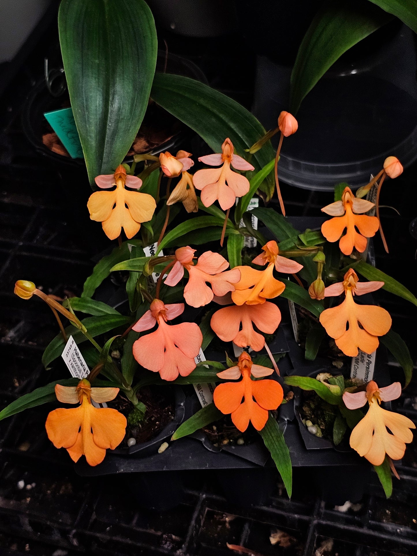 Habenaria Persimmon