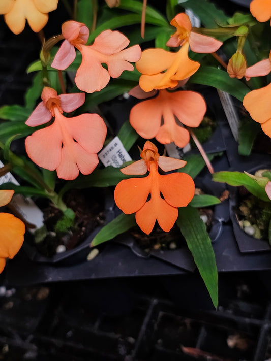 Habenaria Persimmon