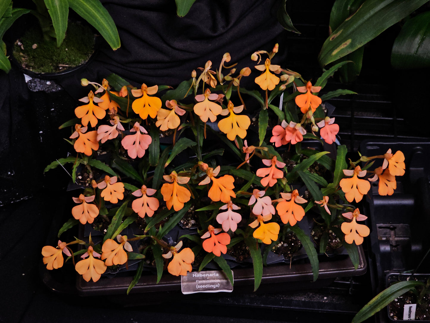 Habenaria Persimmon