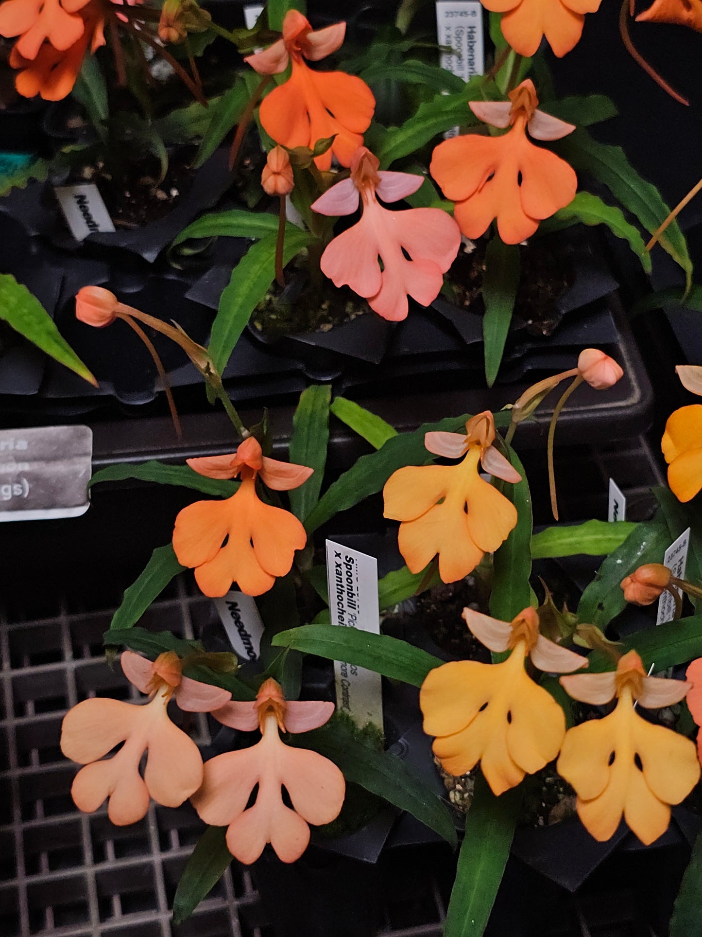 Habenaria Persimmon