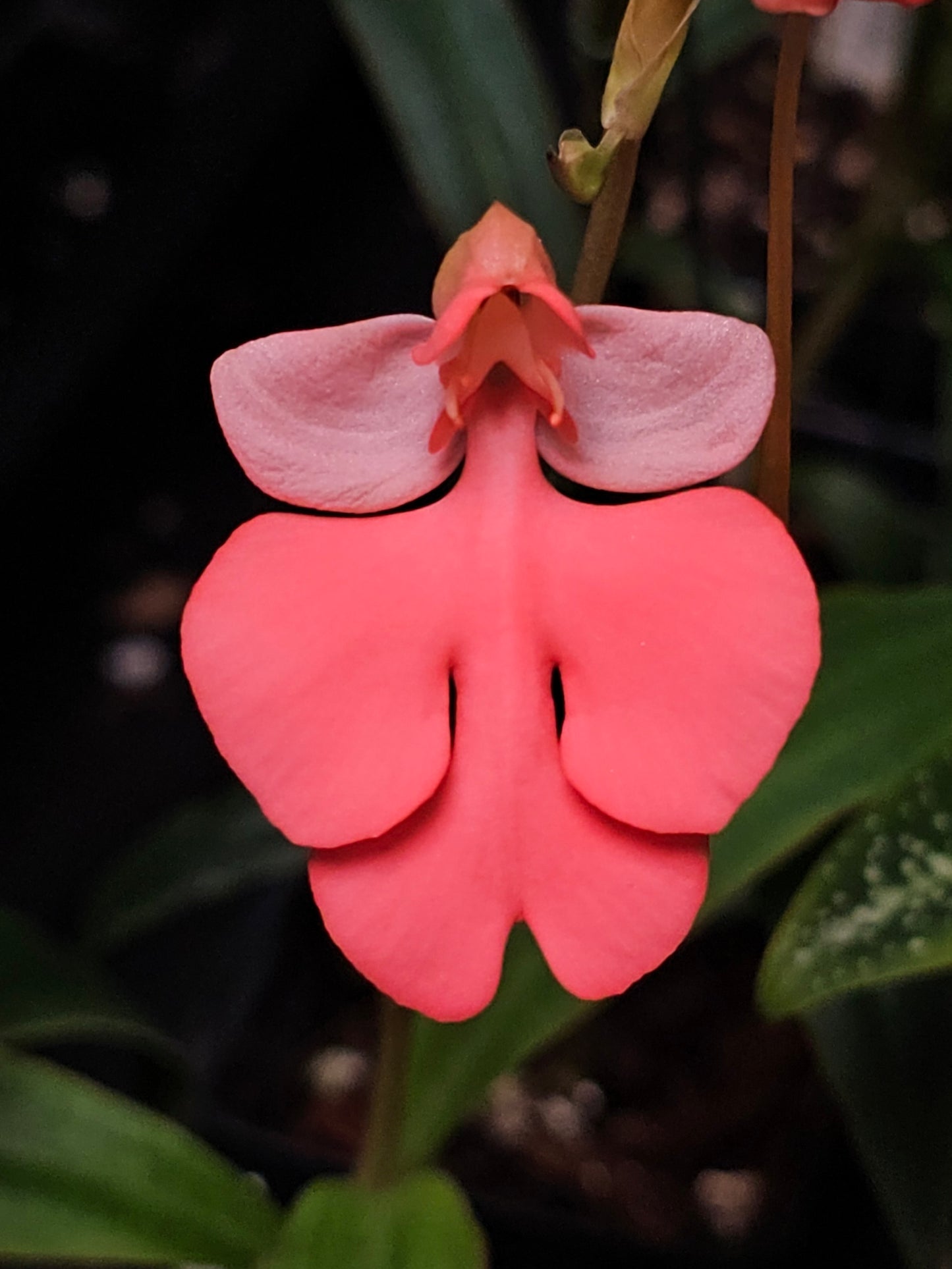 Habenaria Flamingo 'Fascinate' x sp. aff. roebelenii