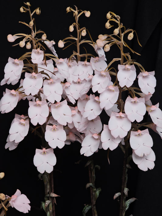 Habenaria carnea 'Bryon' AM/AOS