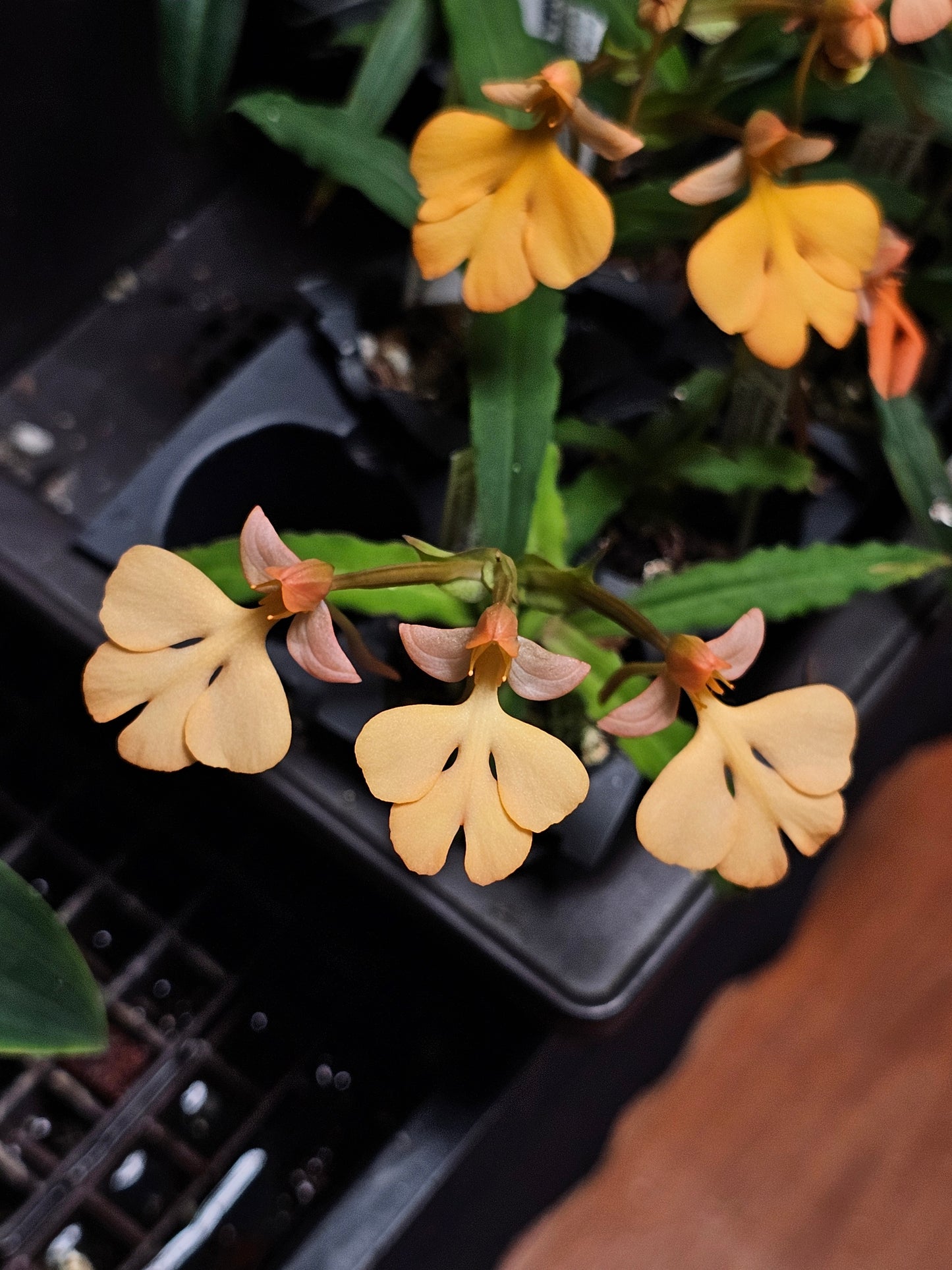 Habenaria Persimmon