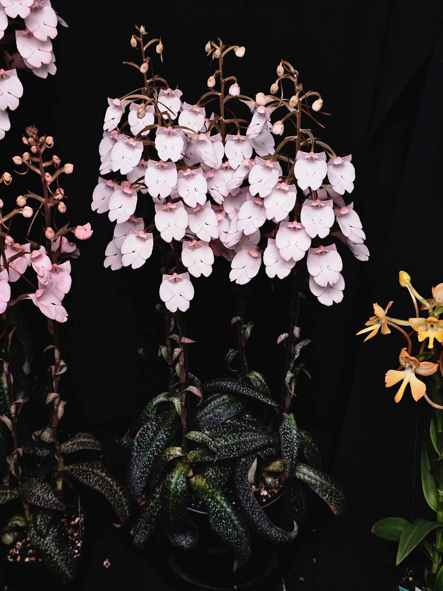 Habenaria carnea 'Bryon' AM/AOS