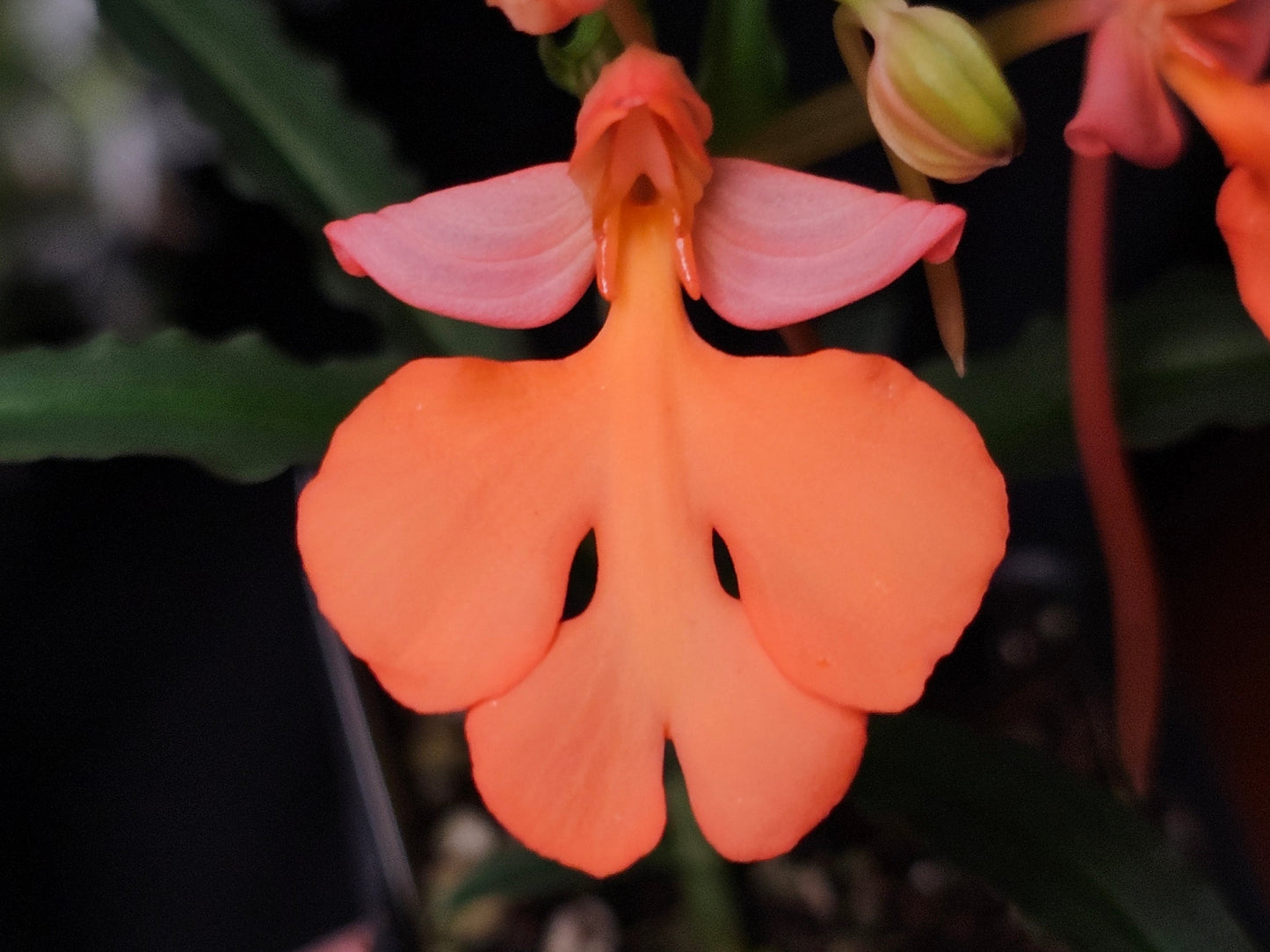 Habenaria Persimmon