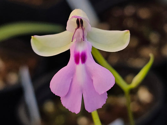 Cynorkis lowiana