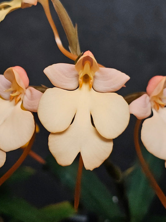 Habenaria Sweet Dream