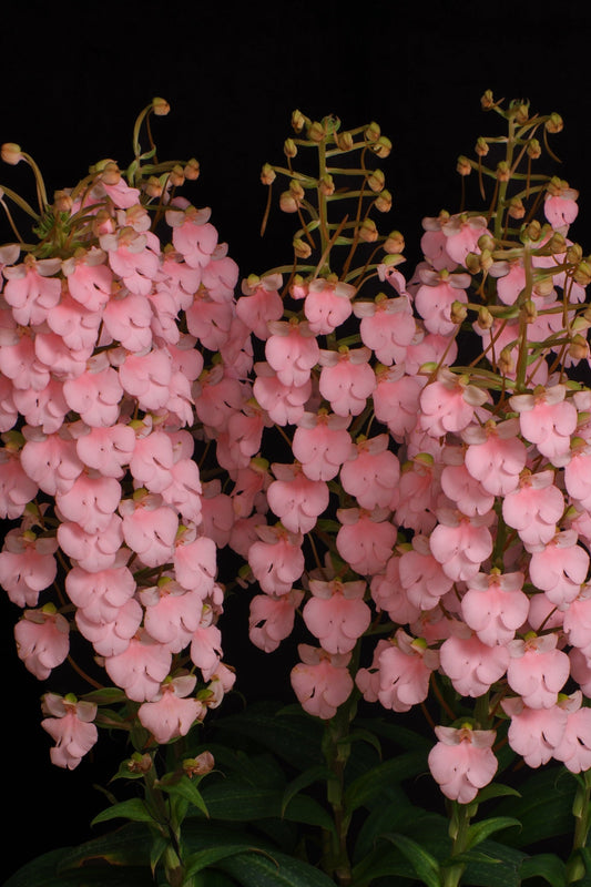 Habenaria Flamingo 'Fascinating'