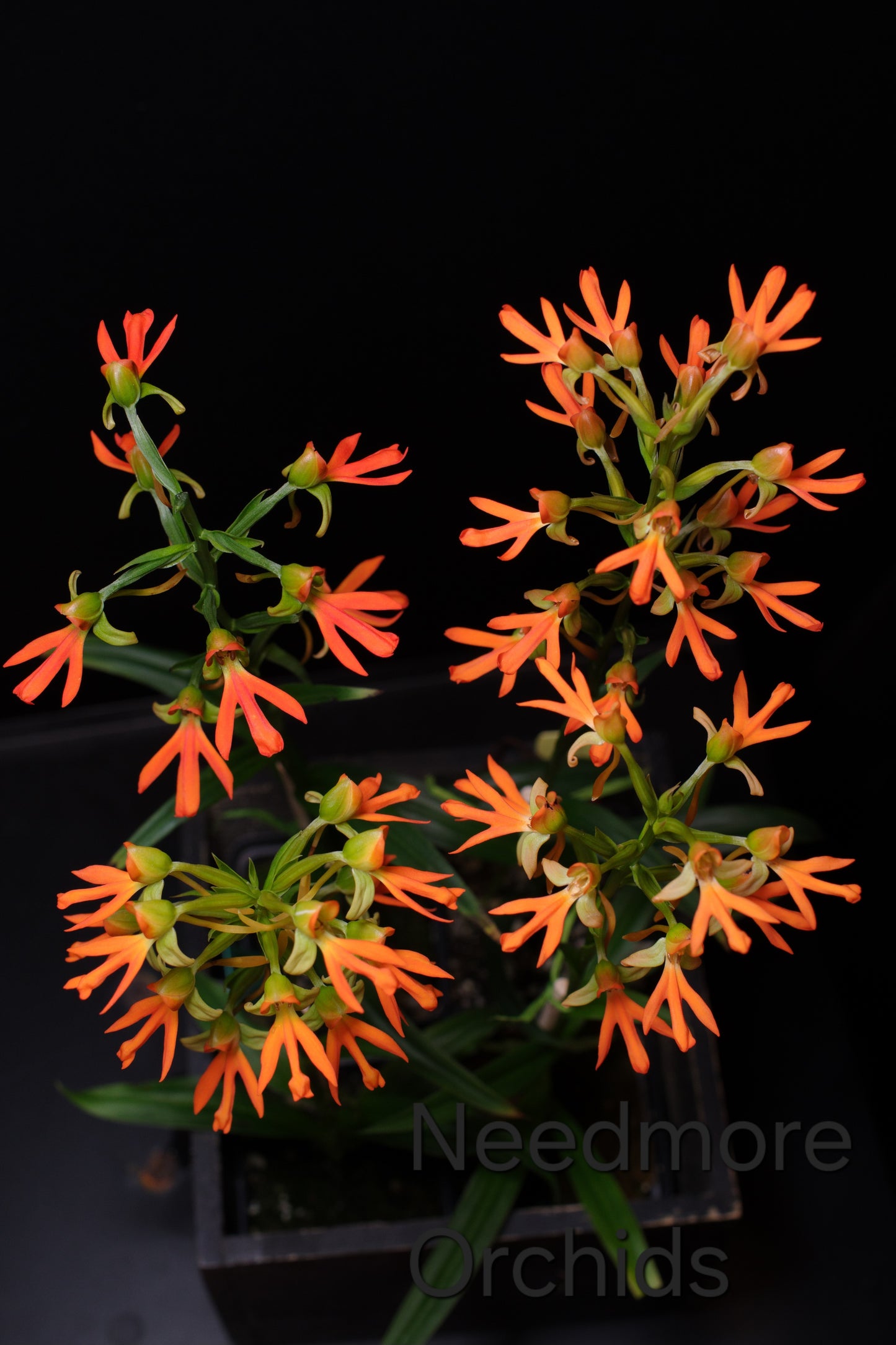 Habenaria Hybrid (marginata x Kakoeri)