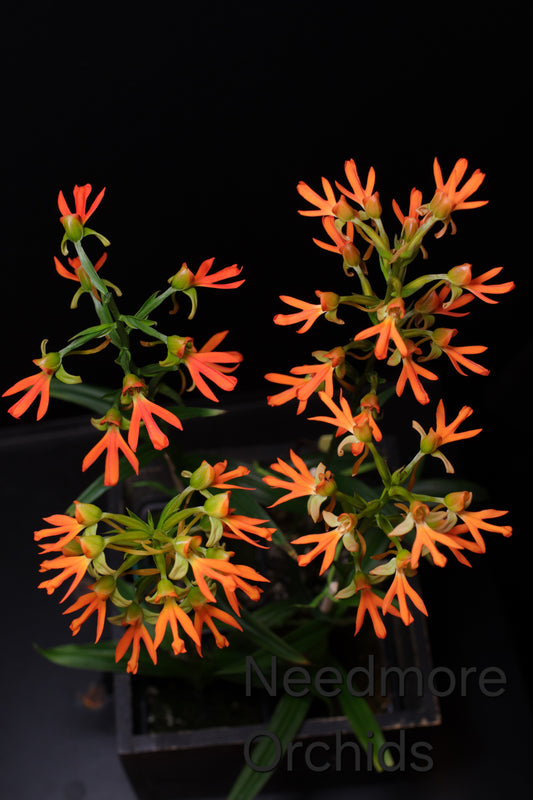 Habenaria Hybrid (marginata x Kakoeri)