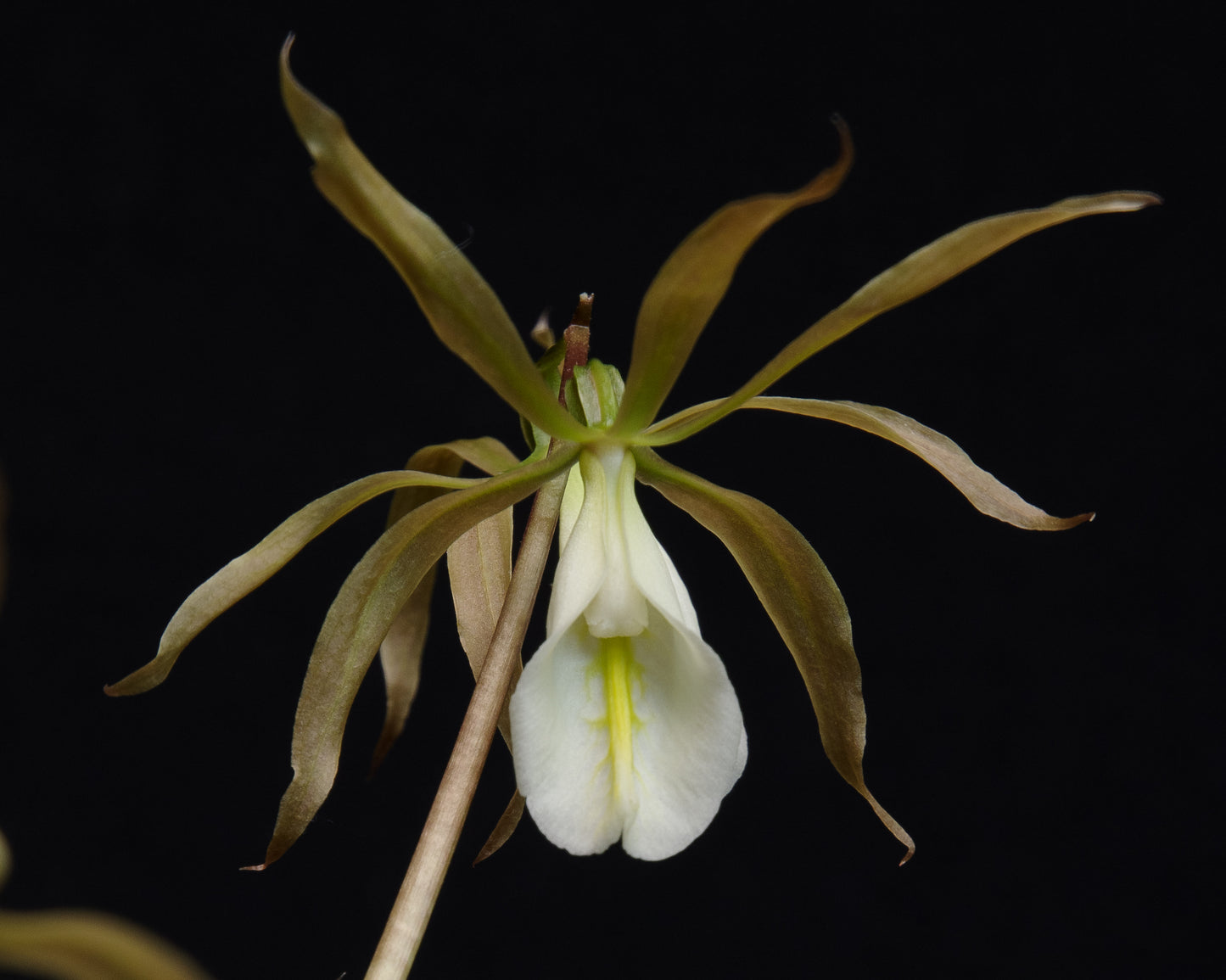 Nervilia plicata 'Needmore' - Terrestrial Orchid Species