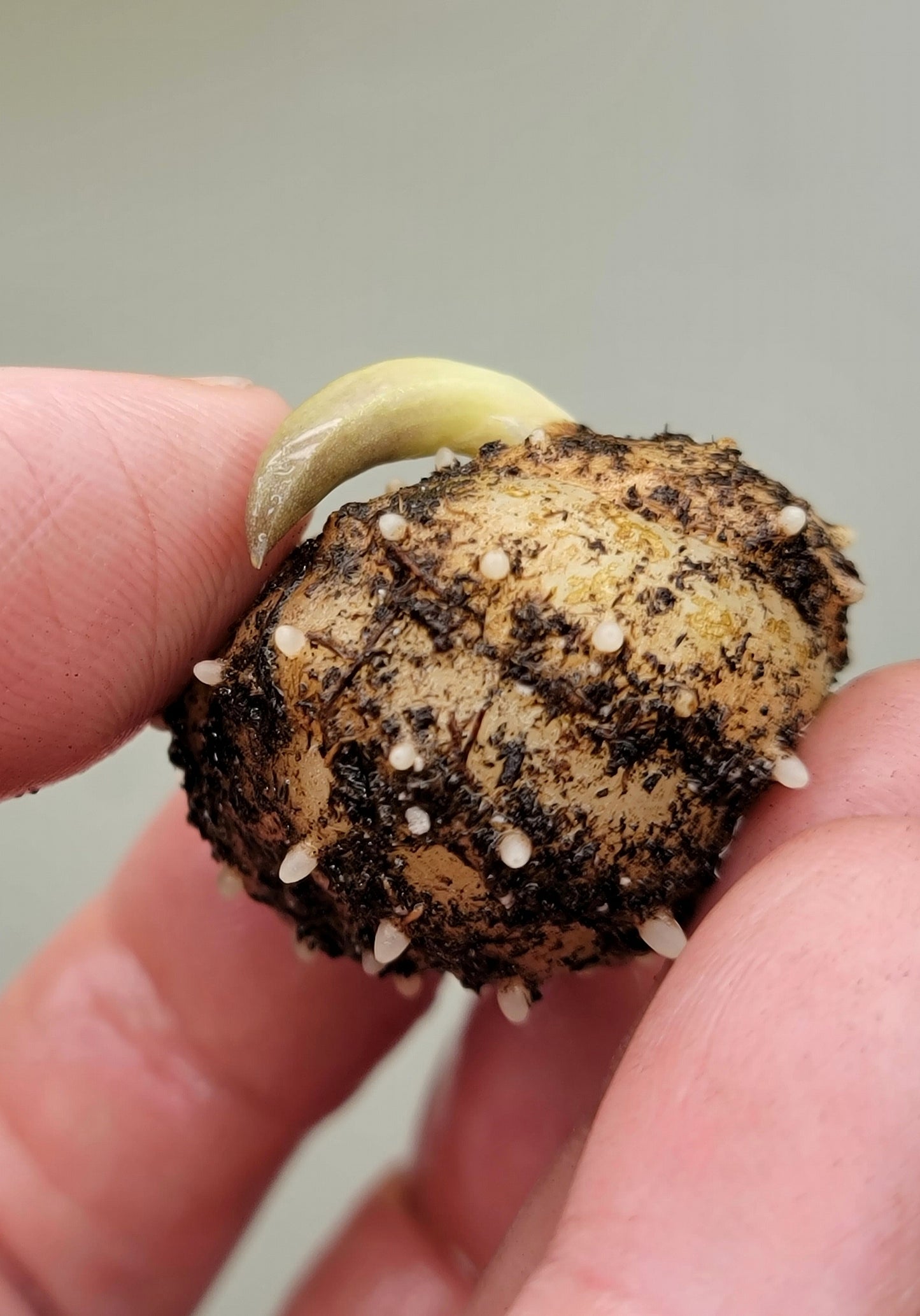 Nervilia plicata 'Needmore' - Terrestrial Orchid Species