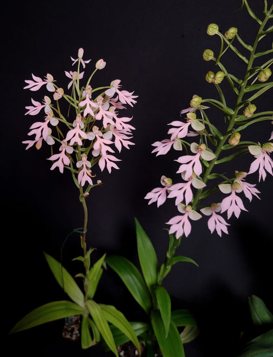 Habenaria House Finch