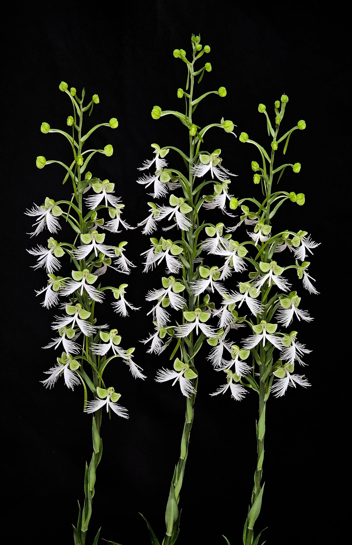 Habenaria Fornix 'Needmore'