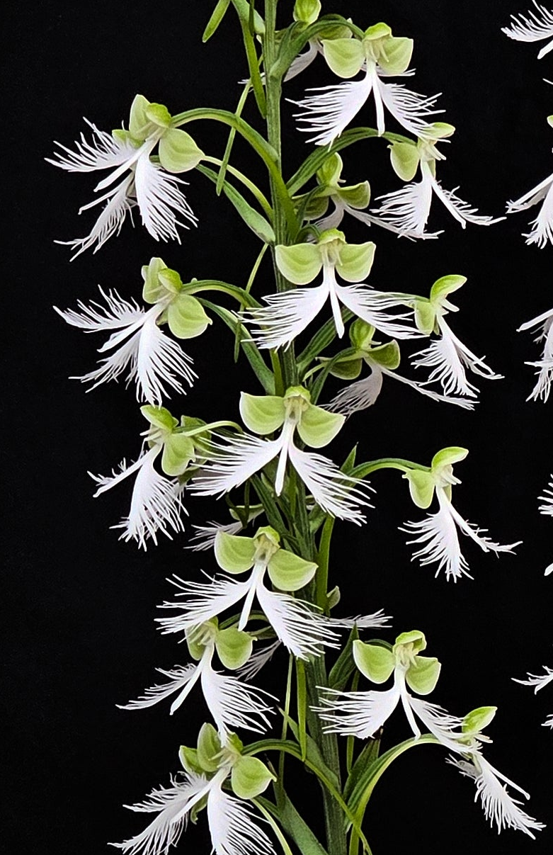 Habenaria Fornix 'Needmore'