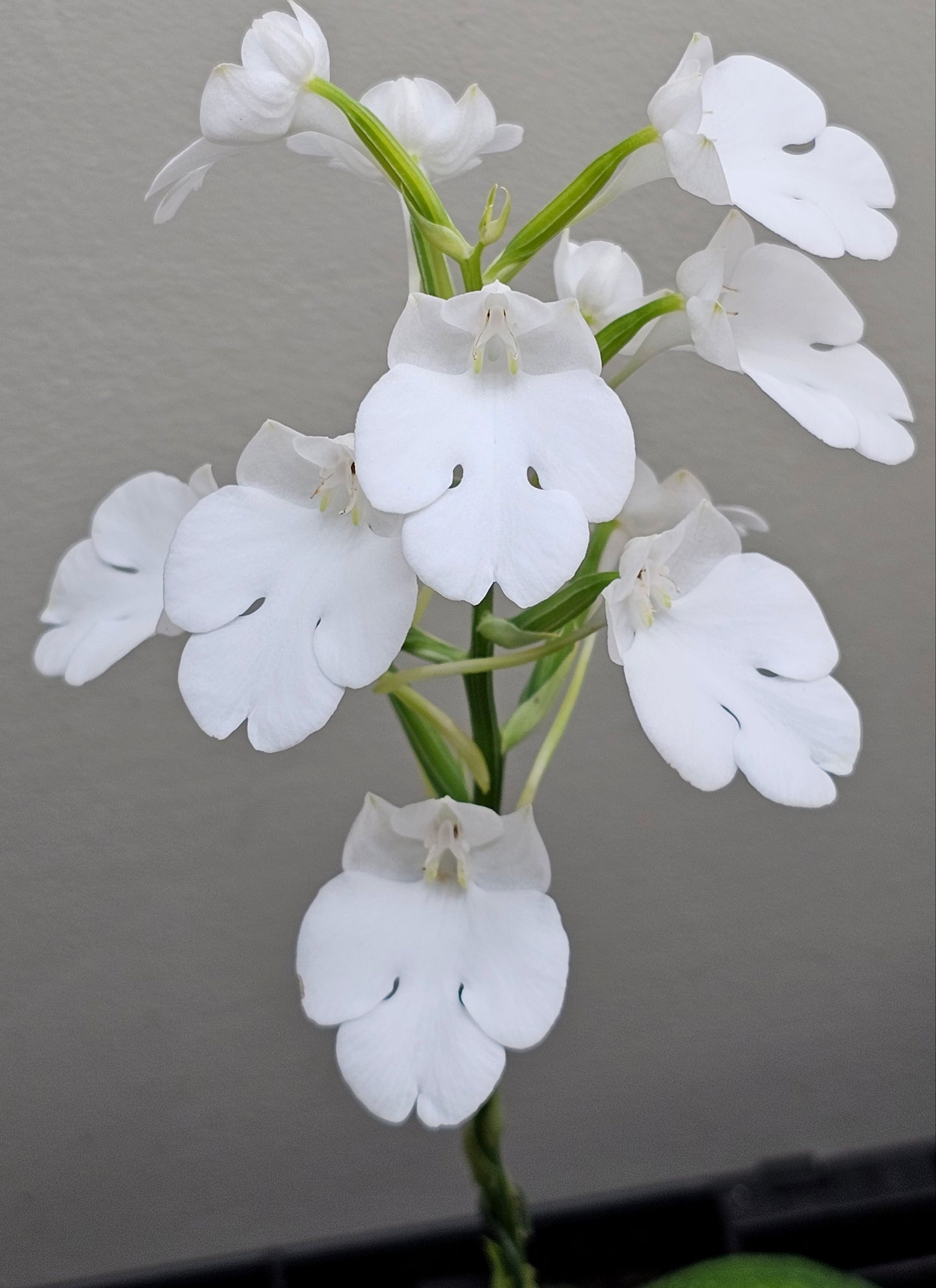 Habenaria carnea var. nivosa