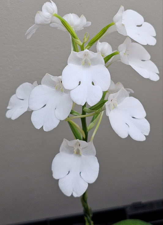 Habenaria carnea var. nivosa