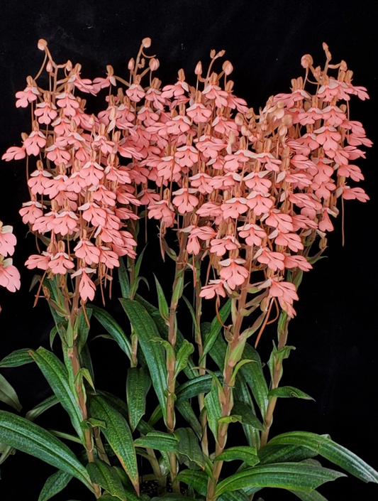 Habenaria Erich's Pink Thing 'Flower Power'