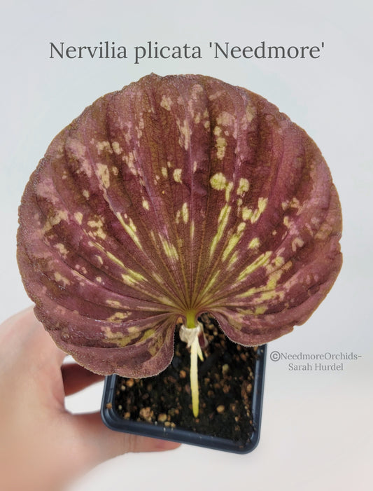 Nervilia plicata 'Needmore' - Terrestrial Orchid Species