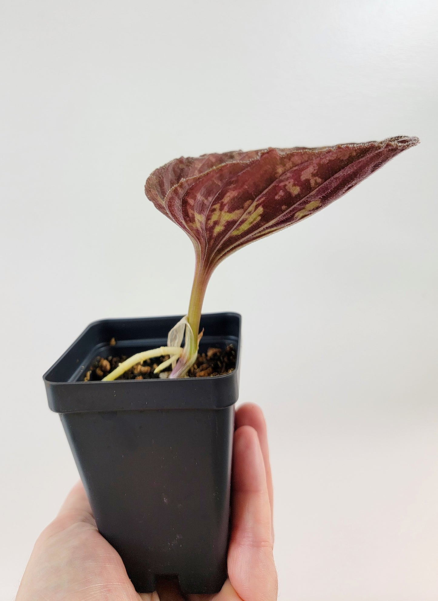 Nervilia plicata 'Needmore' - Terrestrial Orchid Species