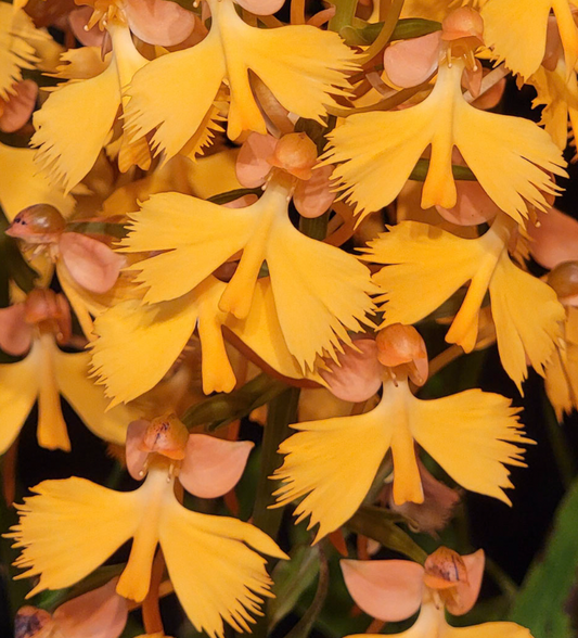 Habenaria Bird of Paradise 'Scorpio' HCC/AOS