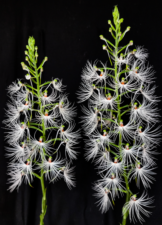 Habenaria medusa 'Owen'