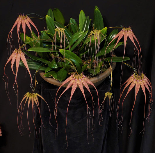Bulbophyllum Elizabeth Ann 'Buckleberry' FCC/AOS