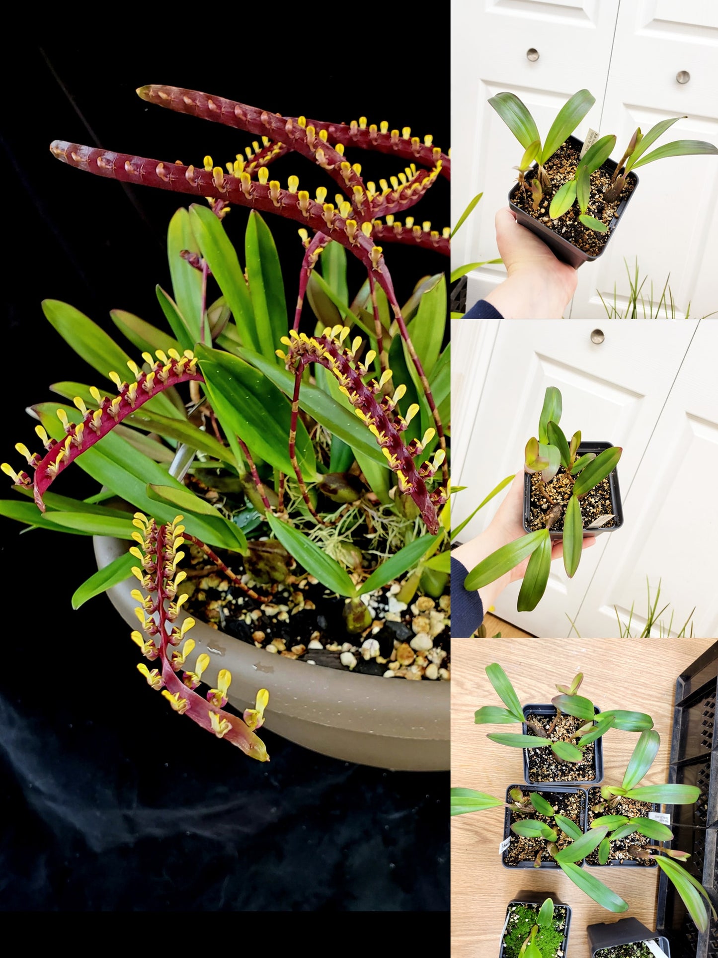 Bulbophyllum falcatum 'Standing Tall' AM/AOS - division