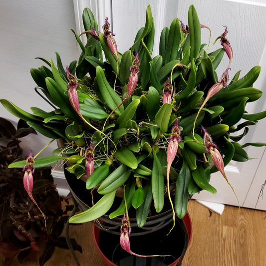 Bulbophyllum fascinator 'Needmore' - Division